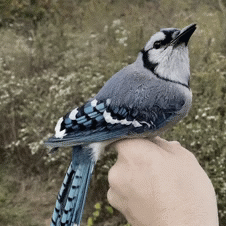 Start Id. A gif of a light skined person holding a blue jay, looking at the person handling it. The gif starts with the blue gay in profile, with the hand turning it slowly. End Id.