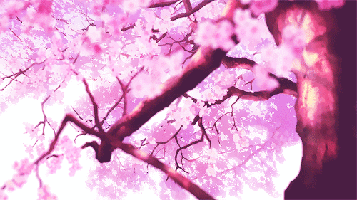 A gif of a cherry blossom tree where there are petals falls in the foreground which slowly comes into focus on the closer flowers and branches.